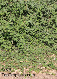 Rubus ulmifolius subsp. sanctus, Rubus sanctus, Holy Bramble, Burning Bush of the Bible

Click to see full-size image