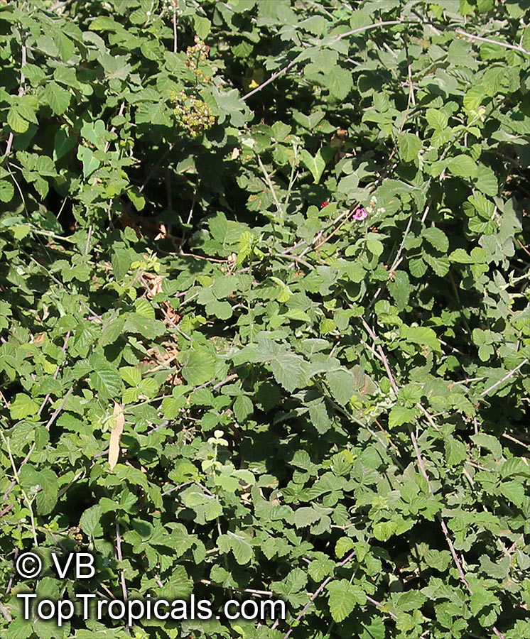 Rubus sanctus, Rubus ulmifolius subsp. sanctus, Holy Bramble, Burning Bush of the Bible