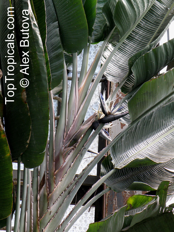 Strelitzia nicolai, Giant Bird of Paradise, White Bird of Paradise