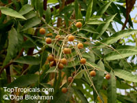 Sapindus mukorossi - seeds

Click to see full-size image