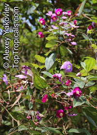 Tibouchina lepidota , Dwarf Princess Flower, Glory Bush, Mayo

Click to see full-size image