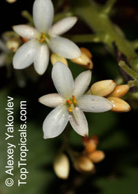 Xiphidium caeruleum, Palmita, Soskia, Cola de Paloma 

Click to see full-size image
