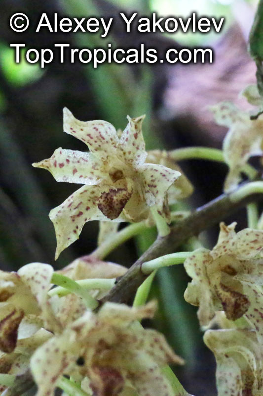 Xylobium leontoglossum, Maxillaria leontoglossa, Lion's Tongue