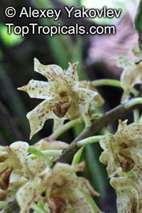 Xylobium leontoglossum, Maxillaria leontoglossa, Lion's Tongue

Click to see full-size image