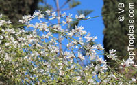 Retama raetam, Genista raetam , White Weeping Broom 

Click to see full-size image
