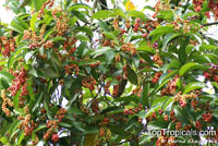 Antidesma bunius, Bignay, Bugnay, Tassel berry

Click to see full-size image