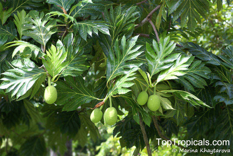 Artocarpus altilis, Artocarpus communis, Breadfruit