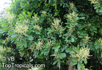Arytera divaricata, Nephelium beckleri , Coogera, Rose Tamarind

Click to see full-size image