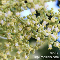 Arytera divaricata, Nephelium beckleri , Coogera, Rose Tamarind

Click to see full-size image