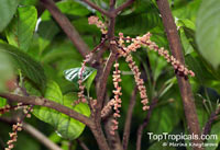 Baccaurea parviflora, Wild Rambai

Click to see full-size image