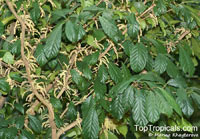 Baccaurea parviflora, Wild Rambai

Click to see full-size image