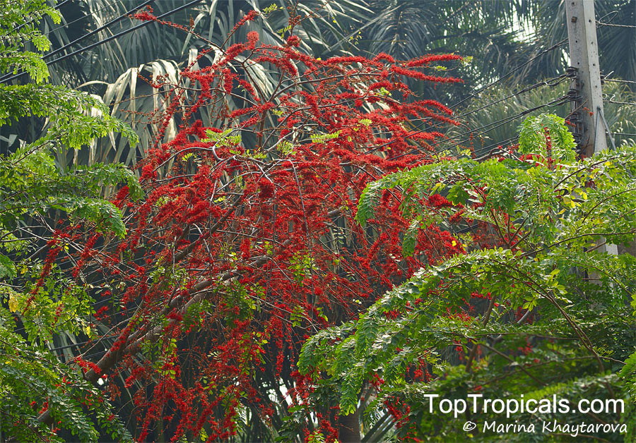 Barnebydendron riedelii, Phyllocarpus riedelii, Phyllocarpus septentrionalis, Monkey Flower Tree, Fire of Pakistan