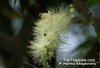 Barringtonia calyptrata, Mango Pine, Cassowary Pine

Click to see full-size image