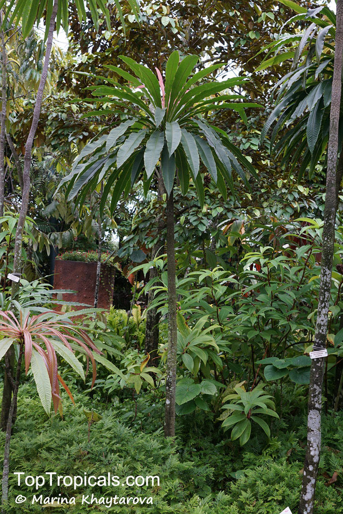 Barringtonia papuana, Barringtonia josephstaalensis, Kun-job, Fish-killer Tree