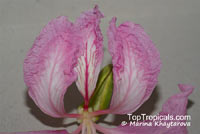 Bauhinia purpurea, Phanera purpurea, Orchid Tree, Butterfly Tree

Click to see full-size image