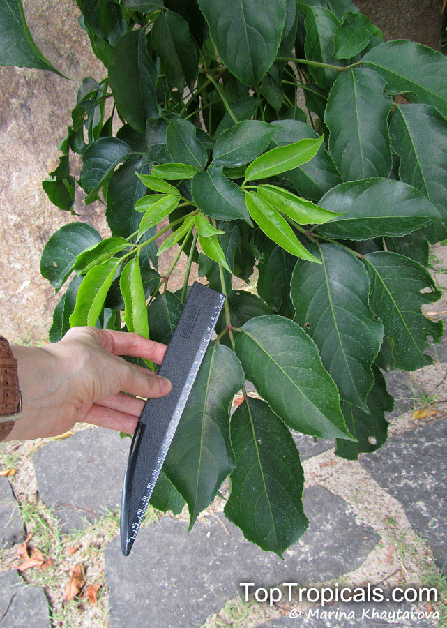 Bischofia javanica, Andrachne apetala, Andrachne trifoliata, Bischofia cummingiana, Bishop Wood, Javawood, Toog Tree, Java Cedar