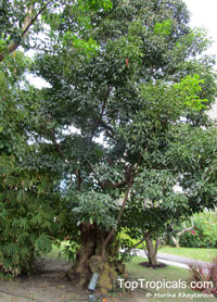 Bischofia javanica, Andrachne apetala, Andrachne trifoliata, Bischofia cummingiana, Bishop Wood, Javawood, Toog Tree, Java Cedar

Click to see full-size image