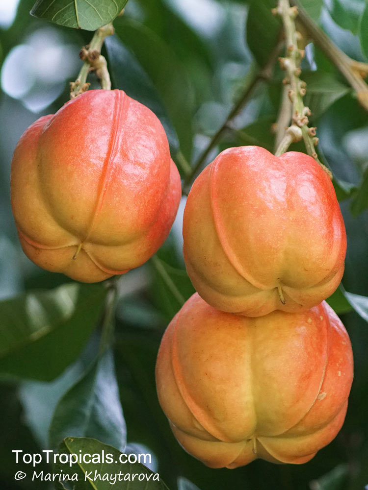 Akee fruit