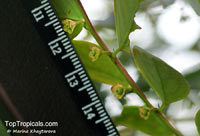 Breynia oblongifolia, Coffee Bush

Click to see full-size image