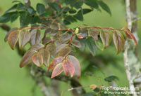 Breynia oblongifolia, Coffee Bush

Click to see full-size image