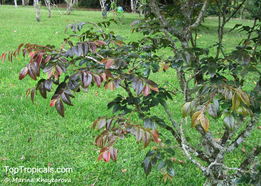 Breynia oblongifolia, Coffee Bush