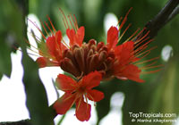 Brownea macrophylla, Panama Flame Tree, Rose of Venezuela 

Click to see full-size image