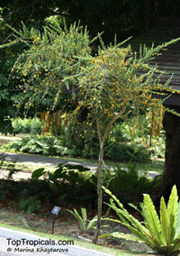 Brya ebenus, Aspalathus ebenus, Jamaican Rain Tree, Ebony Coccuswood, Grenadilla, Granadilla, Jamaican Ebony, West Indian Ebony

Click to see full-size image