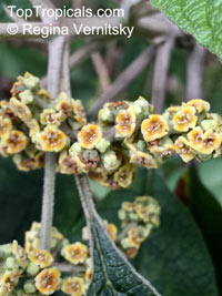 Buddleja sp., Butterfly Bush

Click to see full-size image