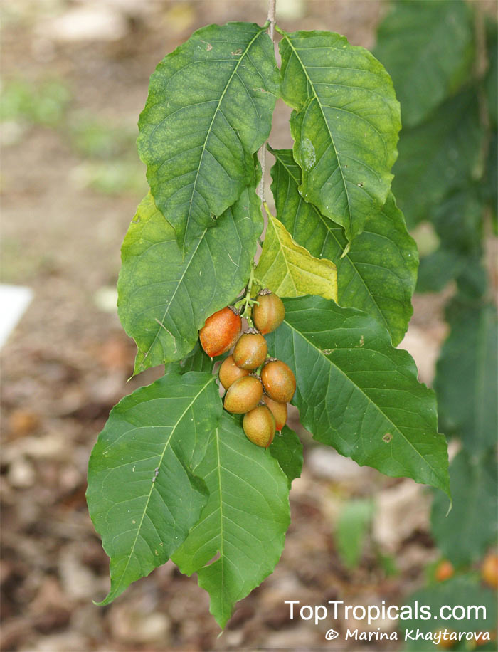 Bunchosia armeniaca, Peanut Butter Fruit, Monk's Plum, Marmela, Ciruela Verde