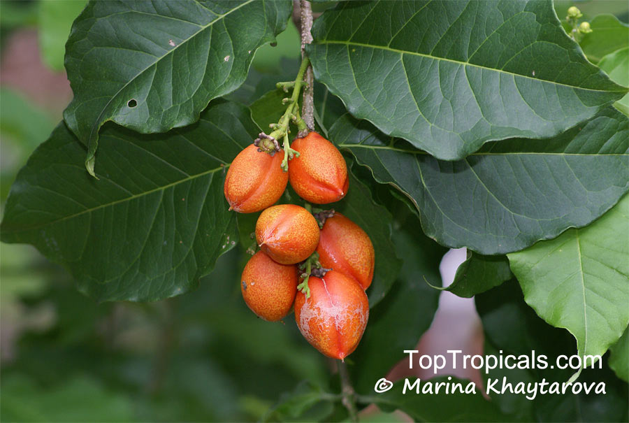 Bunchosia armeniaca, Peanut Butter Fruit, Monk's Plum, Marmela, Ciruela Verde
