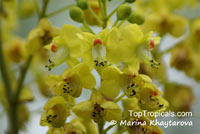 Caesalpinia sappan, Biancaea sappan , Sappanwood, Bukkum-wood, Gango 

Click to see full-size image