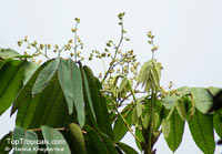 Canarium odontophyllum, Dabai

Click to see full-size image