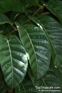Canarium ovatum, Pili Nut

Click to see full-size image