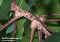 Carapa guianensis, Andiroba, Bastard-mahogany, Crabwood

Click to see full-size image