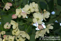 Cassia fistula x javanica, Cassia fistula x grandis, Cassia javanica x grandis, Rainbow Shower

Click to see full-size image