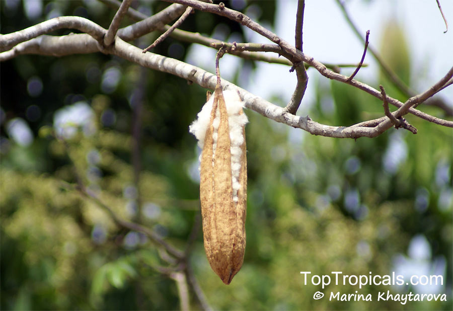 Ceiba pentandra, Kapok Tree - fruit and silk