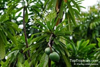 Cerbera floribunda, Cassowary Plum, Cassowary Plum Tree, Grey Milkwood

Click to see full-size image
