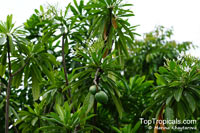 Cerbera floribunda, Cassowary Plum, Cassowary Plum Tree, Grey Milkwood

Click to see full-size image