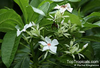 Cerbera manghas, Native Frangipani

Click to see full-size image