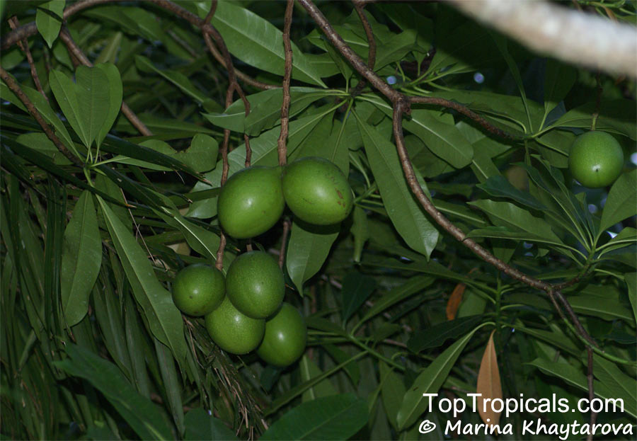 Cerbera manghas, Native Frangipani
