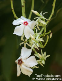 Cerbera manghas, Native Frangipani

Click to see full-size image