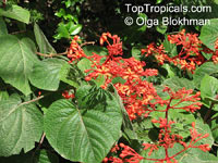 Clerodendrum speciosissimum, Clerodendrum fallax, Clerodendrum japonicum, Java Glorybower, Clerodendron

Click to see full-size image