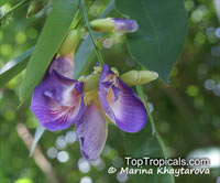 Clitoria fairchildiana, Orchid Tree, Clitorea Tree, Philippine Pigeonwings

Click to see full-size image