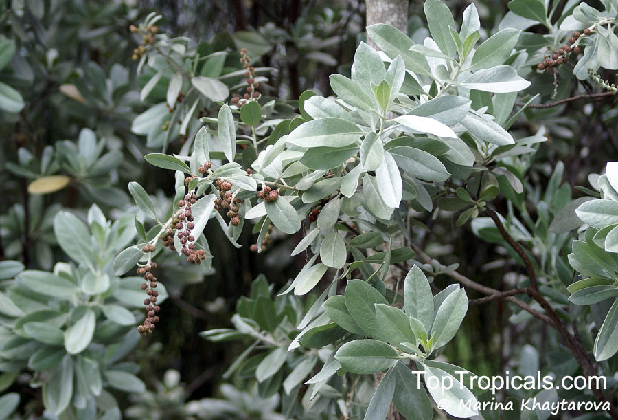 Conocarpus erectus, Button Mangrove, Florida Buttonwood