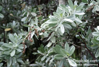 Conocarpus erectus, Button Mangrove, Florida Buttonwood

Click to see full-size image