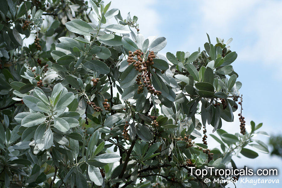 Conocarpus erectus, Button Mangrove, Florida Buttonwood. Conocarpus erectus var. sericeus