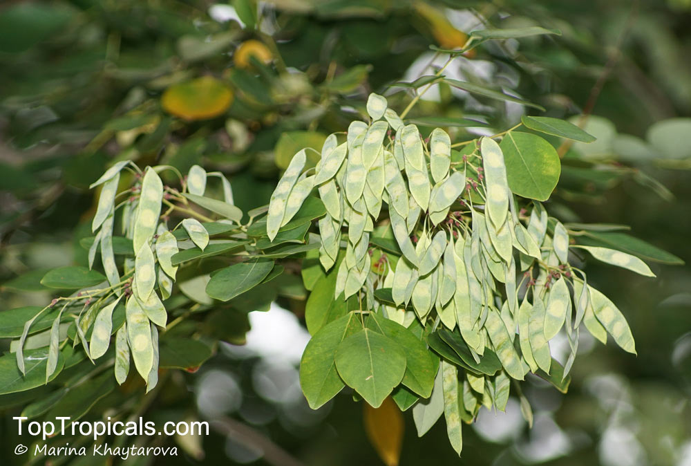 Dalbergia cochinchinensis, Dalbergia cambodiana, Thailand Rosewood