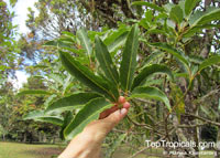 Daphniphyllum griffithianum, Daphniphyllum laurinum, Daphniphyllum

Click to see full-size image