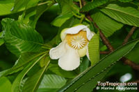 Dillenia indica, Dillenia speciosa, Elephant Apple, Chulta, Hondapara Tree, Ma-tad

Click to see full-size image