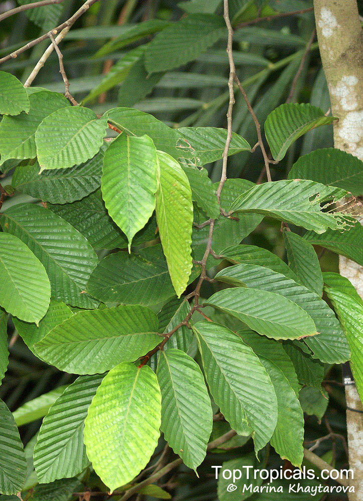 Dipterocarpus sp., Dipterocarpus